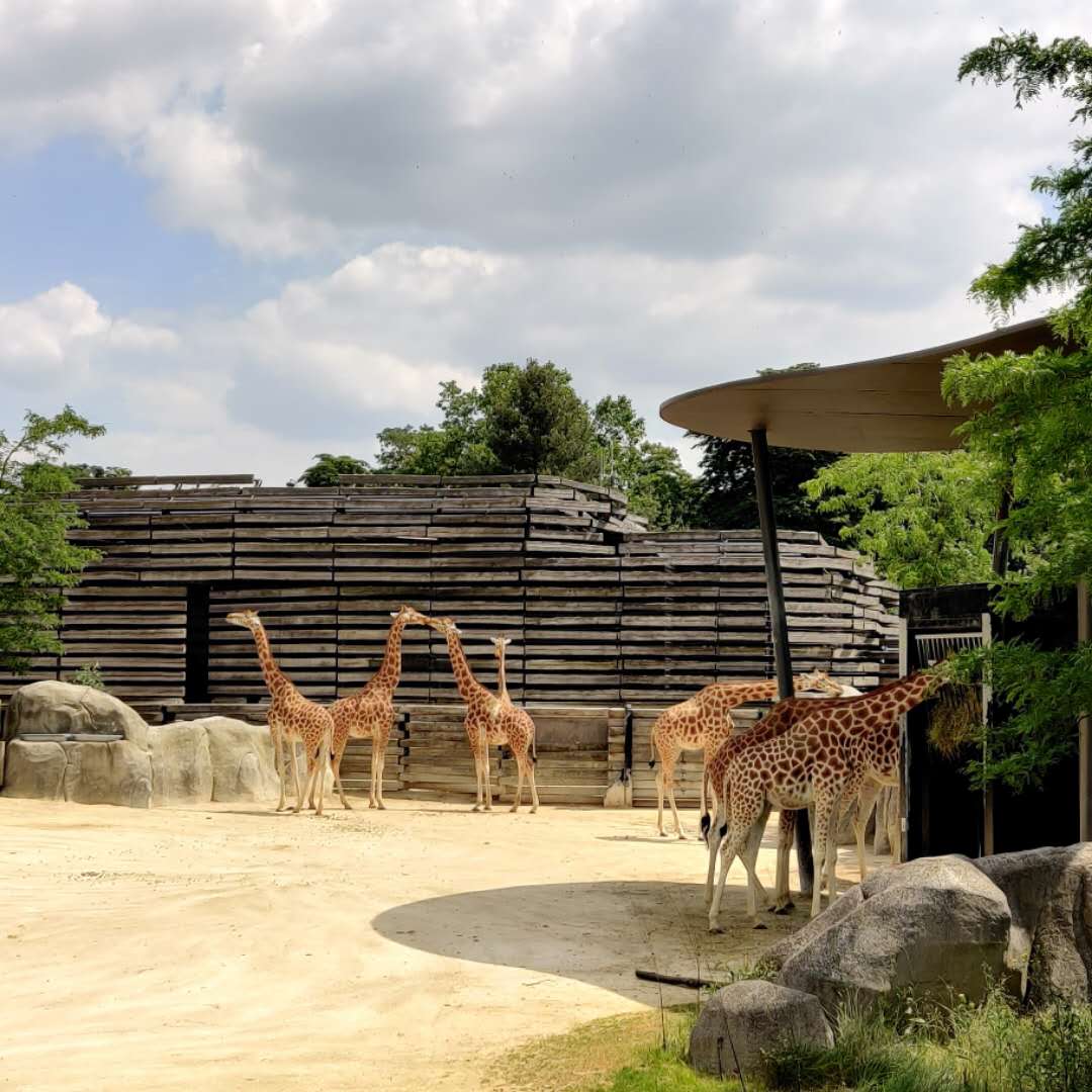 /uploads/2020/06/20200628-zoo_paris-02.jpg /uploads/2020/06/20200628-zoo_paris-02.jpg