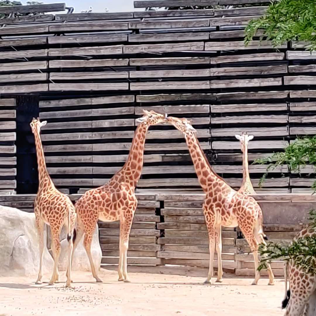 /uploads/2020/06/20200628-zoo_paris-03.jpg /uploads/2020/06/20200628-zoo_paris-03.jpg