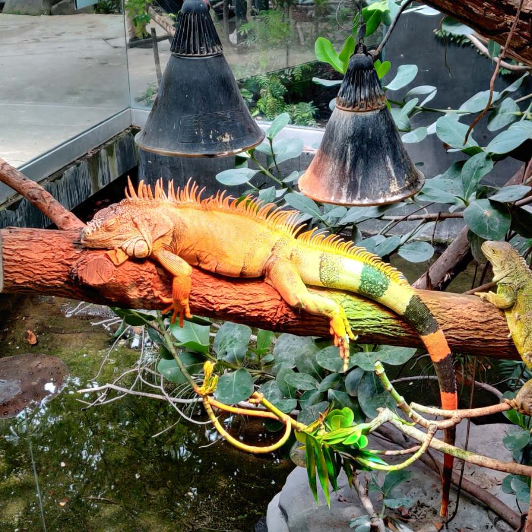 /uploads/2020/06/20200628-zoo_paris-04.jpg /uploads/2020/06/20200628-zoo_paris-04.jpg