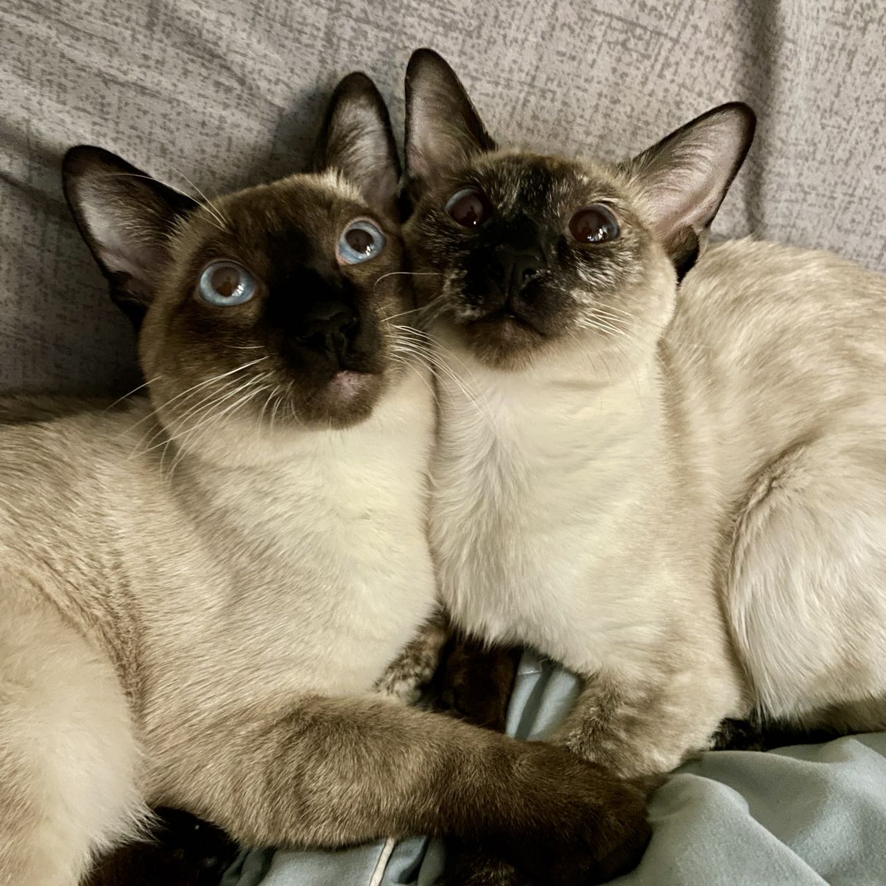 晒猫:渣渣和咖啡