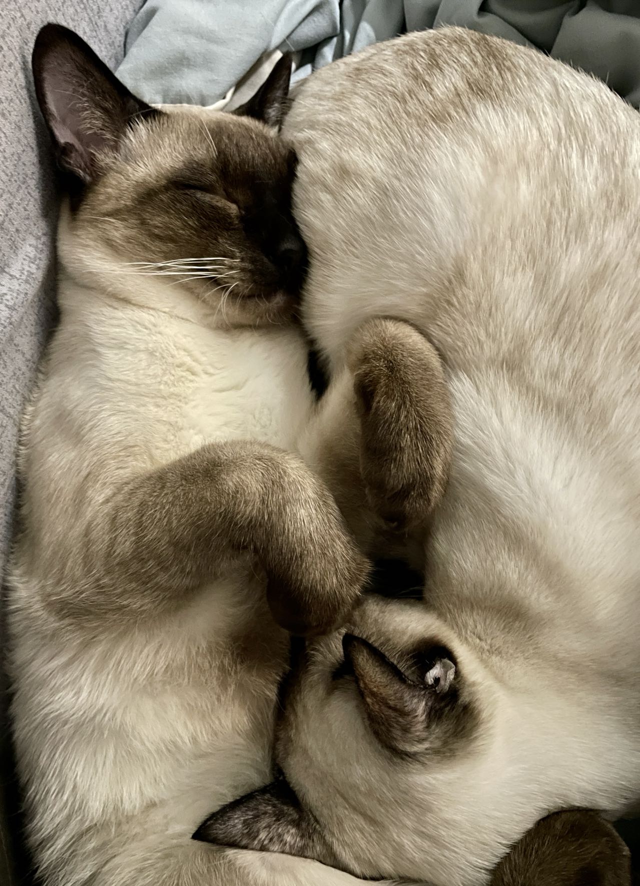 晒猫:渣渣和咖啡