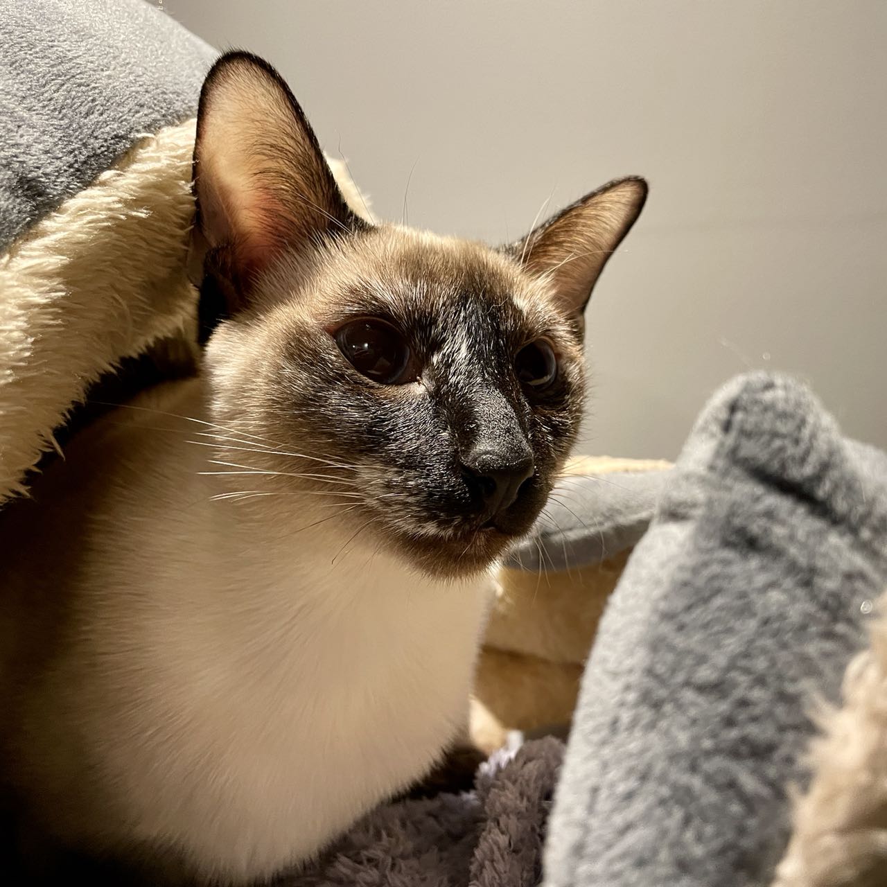 晒猫:渣渣和咖啡