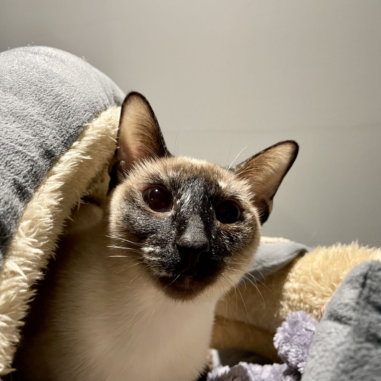 晒猫:渣渣和咖啡