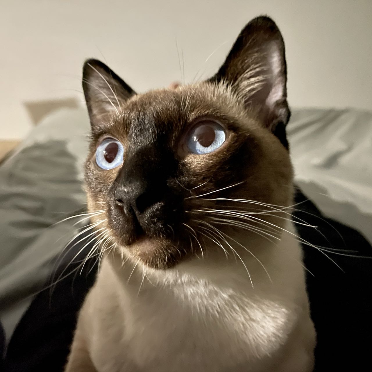 晒猫:渣渣和咖啡