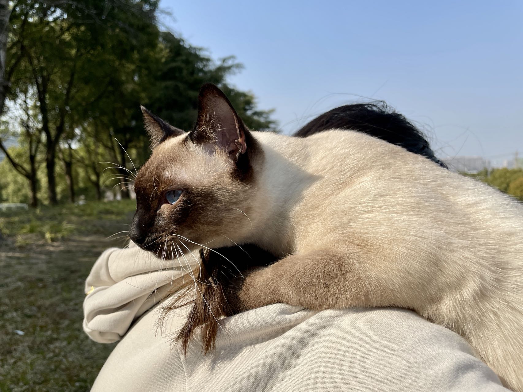 晒猫:渣渣和咖啡