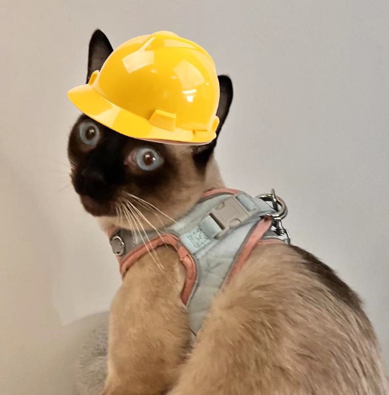 晒猫:渣渣和咖啡