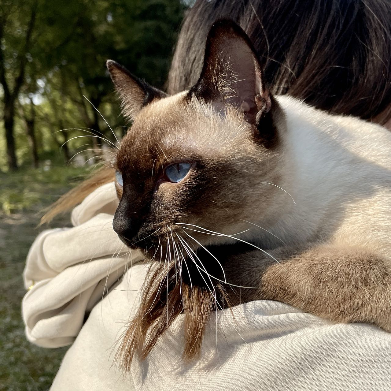 晒猫:渣渣和咖啡