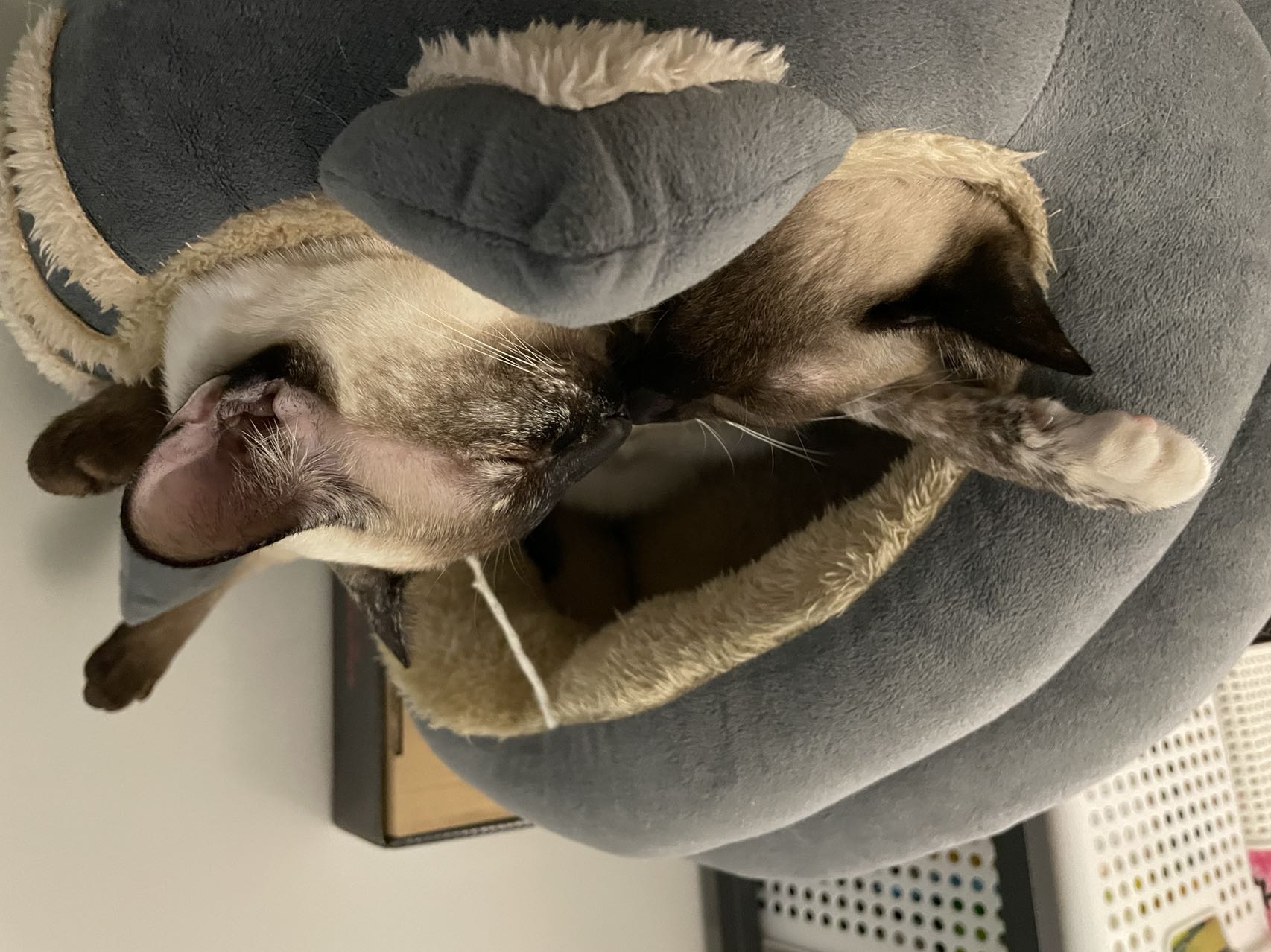 晒猫:渣渣和咖啡