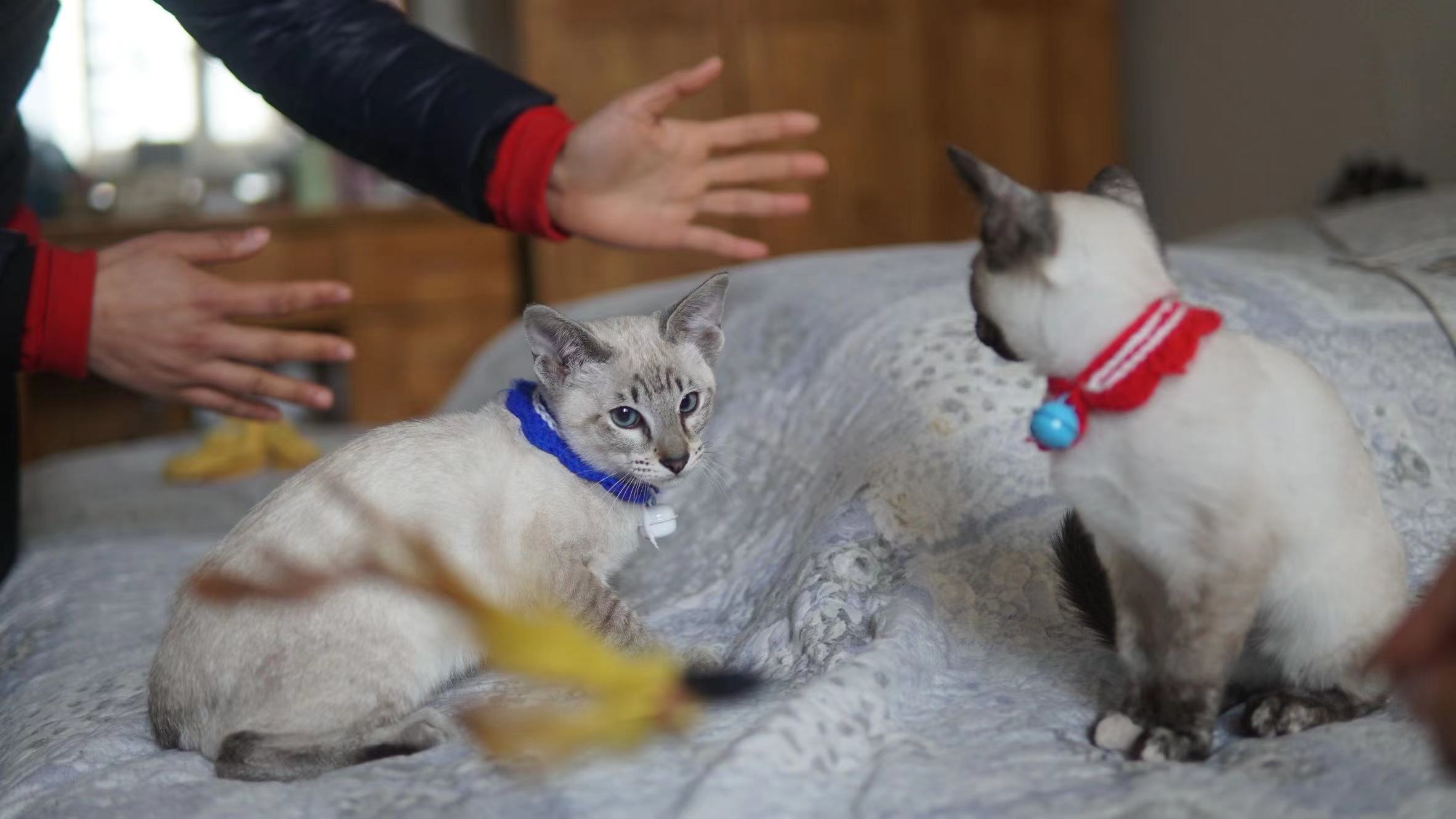 晒猫(当时的三兄弟姐妹) 2022.3 © xd.sh.cn