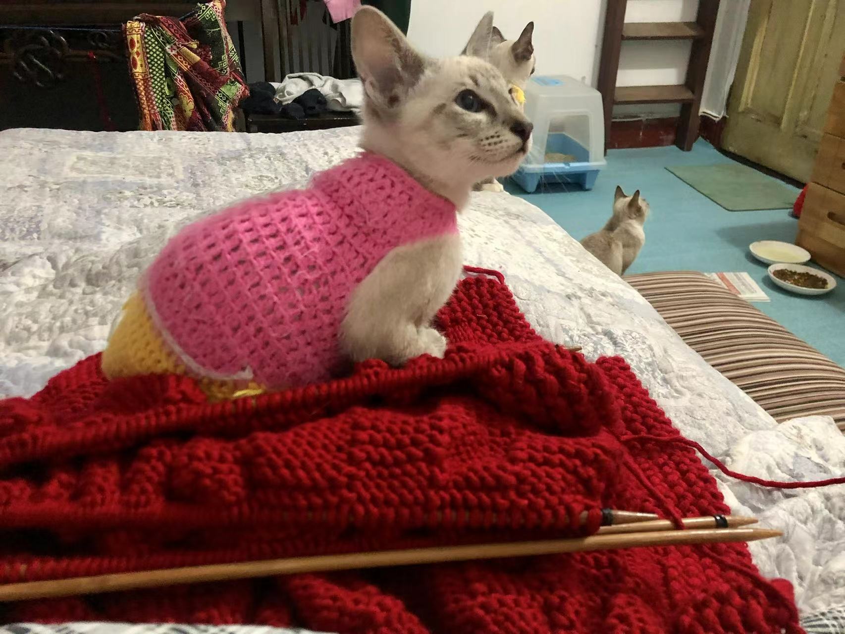 晒猫(当时的三兄弟姐妹) 2022.3 © xd.sh.cn