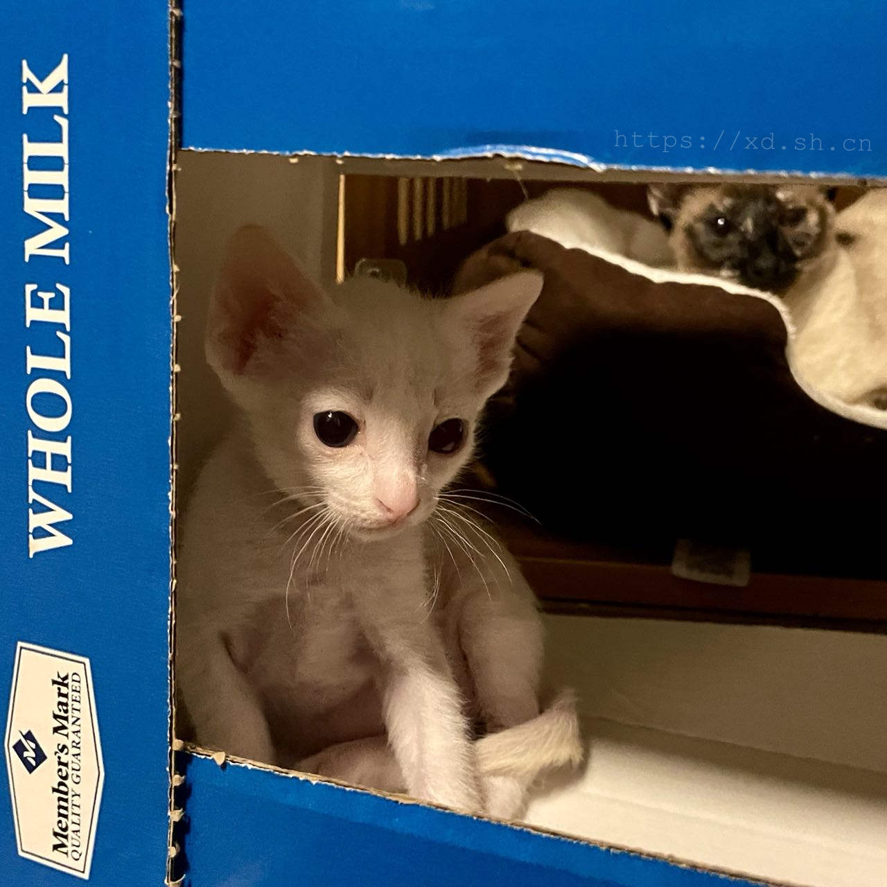 咖啡和渣渣的崽出生满月