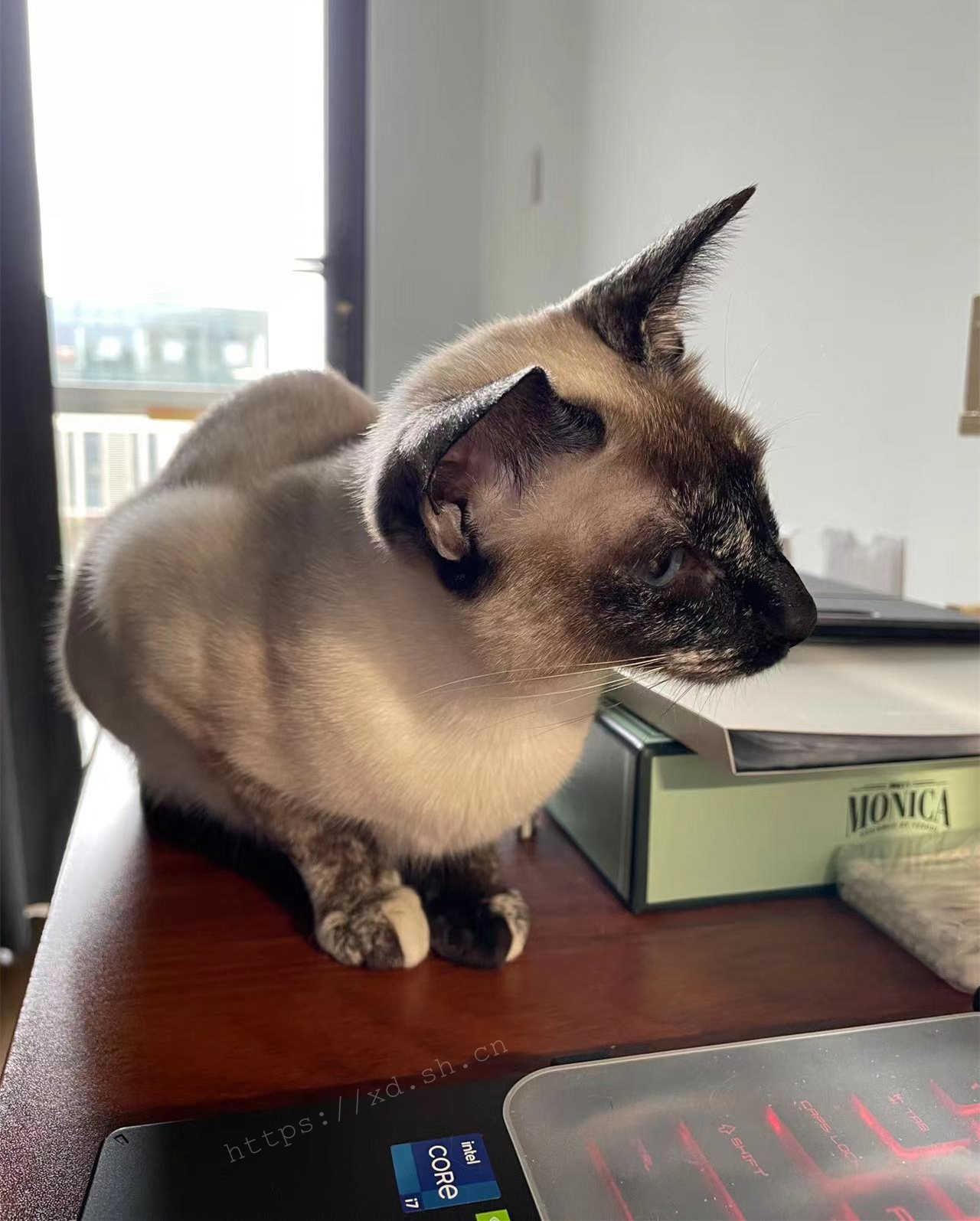 咖啡:你是不是在摸鱼?让我瞅瞅。 2022.3.22 ©xd.sh.cn