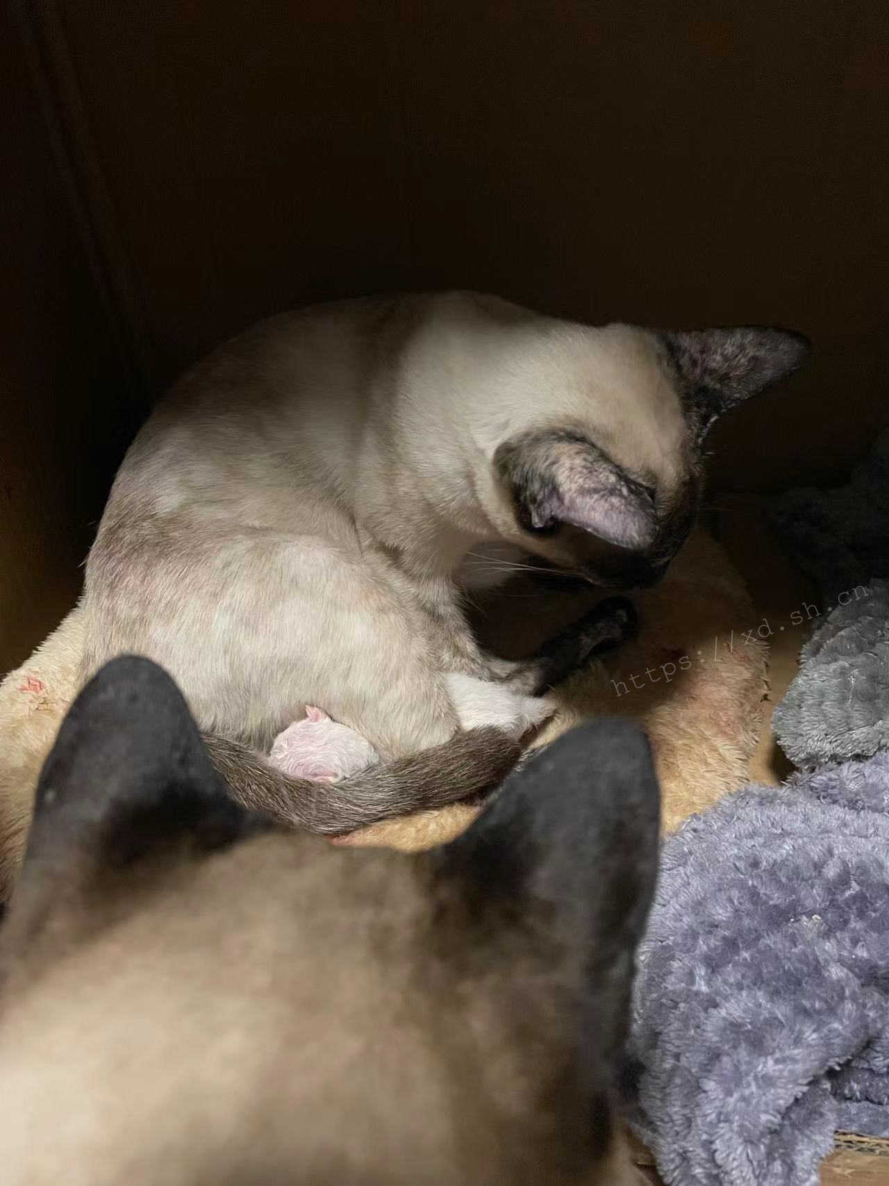 小崽子在“非常时期”诞生 2022.4.12